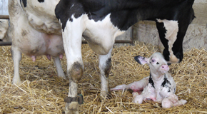 Care of the calving cow