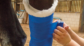 Equine wound management