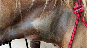 Equine Stradles
