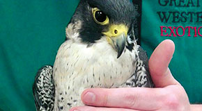 Raptor wildlife casualties