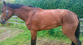 Equine Stradles