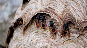 The Asian hornet threat