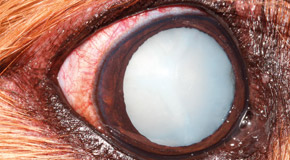 Canine diabetes mellitus