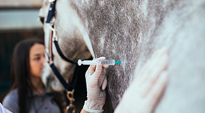 Equine influenza