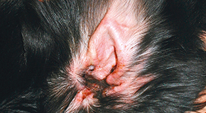 Otitis in dogs - special feature