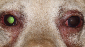 Glaucoma in dogs