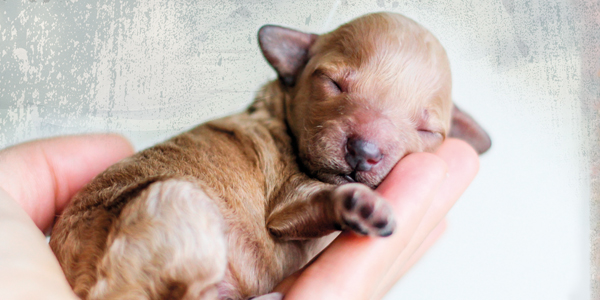 Animal welfare and the puppy trade