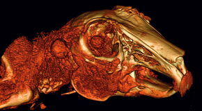 Ear-based swellings in rabbits