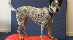 Arthritis management - helping clients to understand their pet's pain