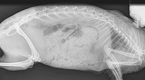 Gut stasis in rabbits