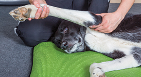 Chronic pain in dogs and cats