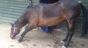 Sleep deprivation - Understanding the reasons for equine sleep disorders