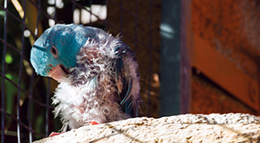 Feather destructive behaviour - A challenging condition to treat