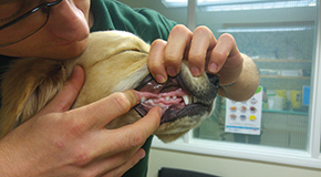 The value of the health check - An important opportunity for both vet and owner