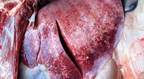 Respiratory diseases in sheep - A widespread problem in the national sheep flock