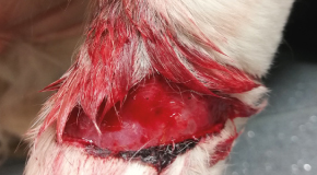 Bite wounds - Initial response and treatment