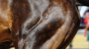 Equine polysaccharide storage myopathy - Early detection and therapy is vital