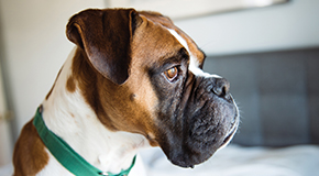 Urinary incontinence in dogs - Diagnosis, risk factors and treatment