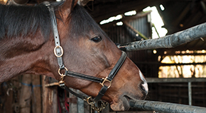 Equine behaviour and vices