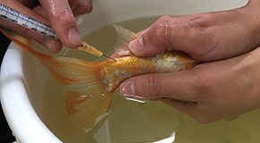 Common conditions in freshwater aquarium fish