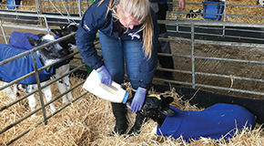 Colostrum management - the vet's role