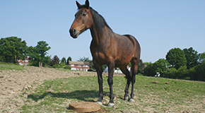 Equine degenerative joint disease - The most common cause of lameness in horses