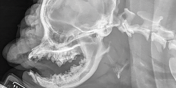 Brachycephalic obstructive airway syndrome - an update