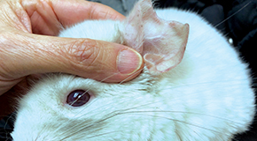 Dermatoses of rabbits and rodents