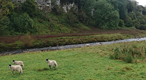 Pasture management for sheep - Developing a grazing plan