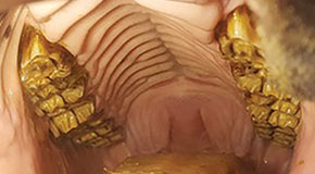 Equine dentistry - Common problems and solutions