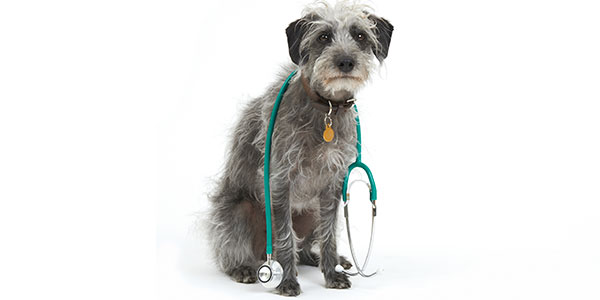 Keeping pet care affordable - it's in everyone's interest