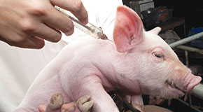 Practices in pig production - A veterinary perspective